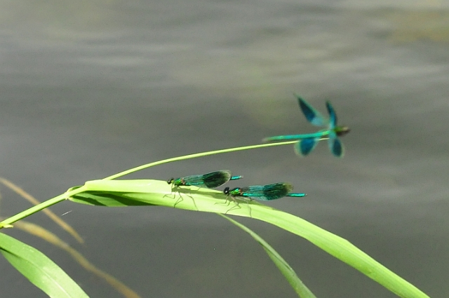 27 07 14_6667_edited-1.jpg - MALE BANDED DEMOISELLES - RIVER STOUR, WIMBOURNE, DORSET - 27.7.14